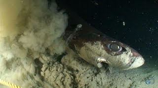 Alien Sharks Dogfish and Sleeper Shark [upl. by Eerahc758]