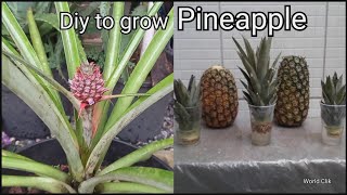 How to Grow Pineapples at Home step by step easy Way  DIY to grow Pineapple plant from the Top 2 [upl. by Osugi894]