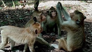 Strange activities of monkeys [upl. by Nathanoj694]