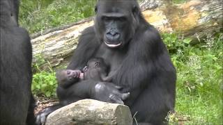 13 day old gorillatwin Burgers Zoo [upl. by Bluma]