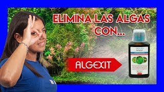 Cómo ELIMINAR ALGAS VERDES en el ACUARIO  Algexit [upl. by Brader]