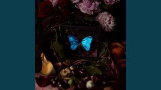 Morpho Menelaus [upl. by Alvan]