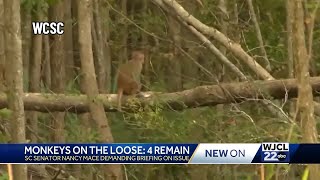 Several monkeys remain on loose after escaping Yemassee facility SC Rep Nancy Mace weighs in [upl. by Eladal926]