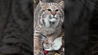 From the Brink to the Resurgence of Bobcats 🌿🐱 bobcat animals facts nature [upl. by Lleinnad478]