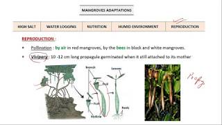 21 RPSCACF 2020  Mangroves and cold desert [upl. by Bonina479]