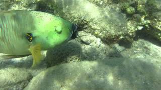 Broomtail Wrasse munching on sea urchins [upl. by Anavahs506]