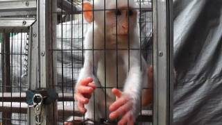 White Macaque Monkey Reaches Both Hands Pramuka Animal Market Indonesia [upl. by Shaner782]