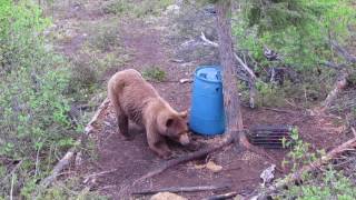 Giant Black Bear Killshot With A Bow [upl. by Downall129]