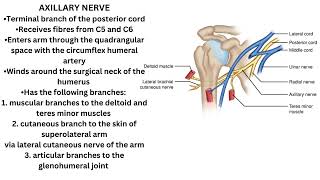 Axillary Nerve [upl. by Aibsel]