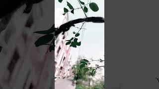 Natural Science Gongali Purugulu nature naturelovers trending viralshorts shorts youtube fun [upl. by Nileuqcaj]