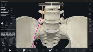 Lumbosacral plexus 4 Genitofemoral nerve شرح [upl. by Ajay]