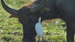 Cattle Egret Crested Myna and Buffalo Symbiotic relationship 共生關係 [upl. by Kellen]