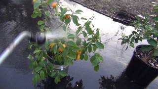 How to control Citrus White Fly Problem [upl. by Verena]