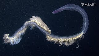 Jellylike siphonophores astound with their breathtaking beauty [upl. by Elstan]