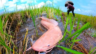 Awesome Fishing a smart fisherman catch a lots of Redfish amp catfish at rice field by hand [upl. by Desimone]