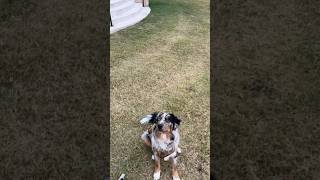 Merley practicing his fetch today 😄🎾merley puppy aussie australianshepherd aussiepuppy dog [upl. by Ranitta781]