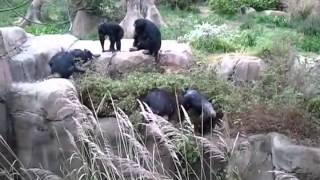 Chimps escape from Belfast Zoo [upl. by Lyckman360]