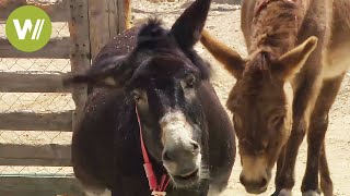 Smart Donkeys  Formerly an indispensable working animal animal documentary in HD [upl. by Kaasi]