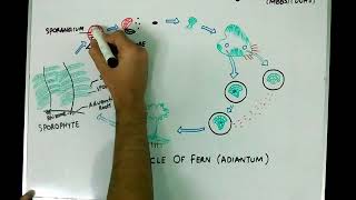 XI Botany Topic quotLife Cycle of Fern Adiantumquot Lecture 2 [upl. by Roter]