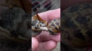 The Unusual Way Snails Mate homestead garden [upl. by Boniface]