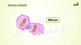 Division Cellulaire Mitose et Méiose [upl. by Ahsienyt]