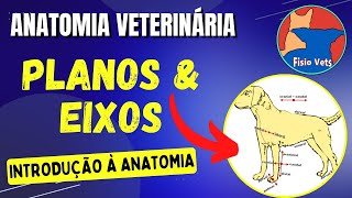 Planos e eixos anatômicos  Anatomia veterinária [upl. by Beetner]