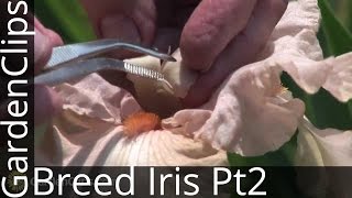 Iris Genetics and Hybridizing with Dr Kenneth Kidd  Part 2  Breeding Iris How Its Done [upl. by Enuj]