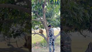 Bandar 🙊 bachai faiuji ki jaan 😱🇮🇳shorts youtubeshorts army [upl. by Mona485]