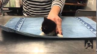 How to Towel Wrap a Kitten [upl. by Bashee]