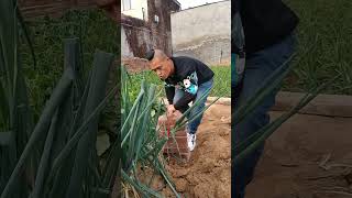 How to Pull Green Onions [upl. by Hocker]