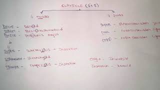 How to remember clavicle bone attachements easily  clavicle anatomy mnemonics [upl. by Volkan908]