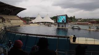 Orca Show Marineland Antibes 30102023 [upl. by Gwenny]