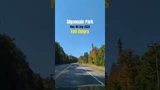 Fall Colors in Algonquin Park Highway 60 September 17 2024 [upl. by Eldwin933]