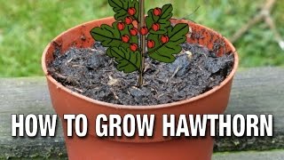 How to Grow a Hawthorn from Seed [upl. by Per]