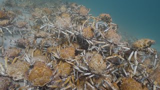 THOUSANDS OF SPIDER CRABS MARCH Spider Crab Shedding Australia [upl. by Marmaduke]