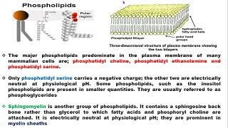 The Chemical Components of Plasma Membranes [upl. by Blackburn]