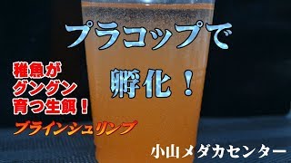 稚魚がグングン育つ生餌ブラインシュリンプ プラコップで孵化！【めだか販売店 小山メダカセンター】 [upl. by Norod]