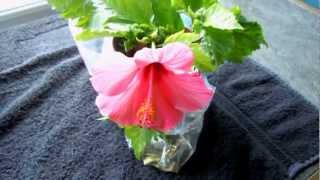 UPDATE Tropical Hibiscus Cuttings are Growing and Flowering [upl. by Nnayelsel153]