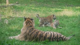 A pair of endangered tiger cubs are raising hopes for conservation of the species [upl. by Nalda]