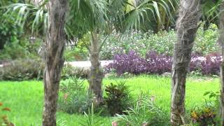 Large Band of Coati Including Juveniles Running Through Secrets Maroma Beach Resort [upl. by Ettevahs]