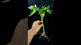 New Method To Grow Papaya From Cutting Success 100 [upl. by Bord]