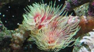 Sun Corals Coco Worm Filter Feeding Pulsing Xenia [upl. by Othello]