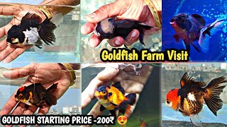 Exotic Goldfish Farm Vlog  Goldfish Starting Price 200₹ 😍Jumbo Size GoldfishBiggest Goldfish Farm [upl. by Adlig]