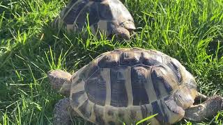 HERMANN’S TORTOISES Adult Breeding Pair [upl. by Ylliw]