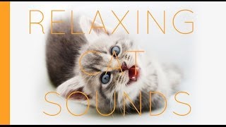 Cat meow sound kittens and cats meowing sounds SFX kitty noises Relaxing Feline purrs [upl. by Atnes]