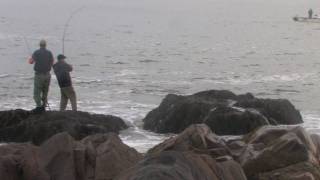 42 inch fish Gloucester MA Striped Bass Fishing top water 25 ponnd surfcasting fish [upl. by Maitund]