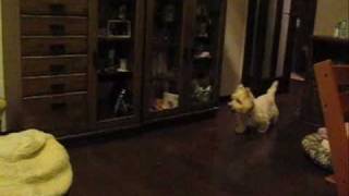 our Westies playing Tag Part 2 [upl. by Ainahtan]