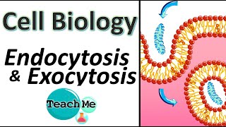 14  Endocytosis amp Exocytosis  Membrane Transport  IB Biology  TeachMe [upl. by Haraz]