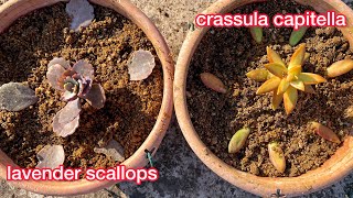 Crassula Capitella and Lavender Watch our planting and care guide for these stunning succulents [upl. by Xerxes]