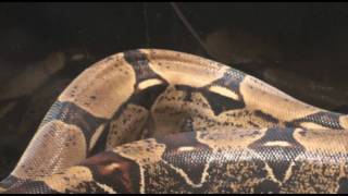 Male Colombian Red Tail Boa [upl. by Ekim265]